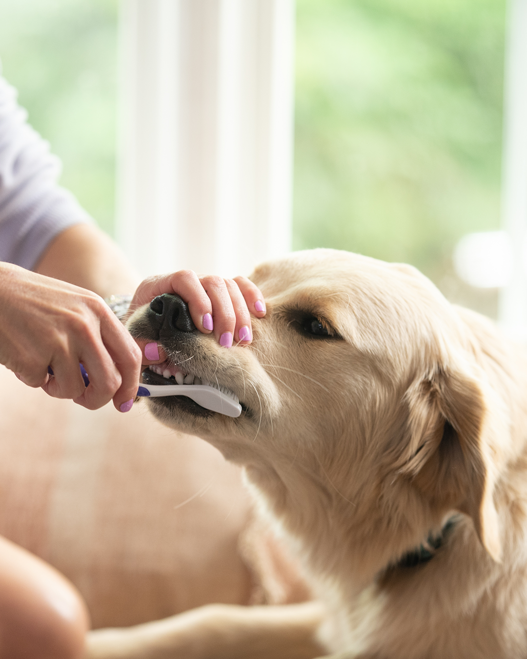 Pasta de dientes para mascotas profesional Petsmile sabor pollo asado 74 g