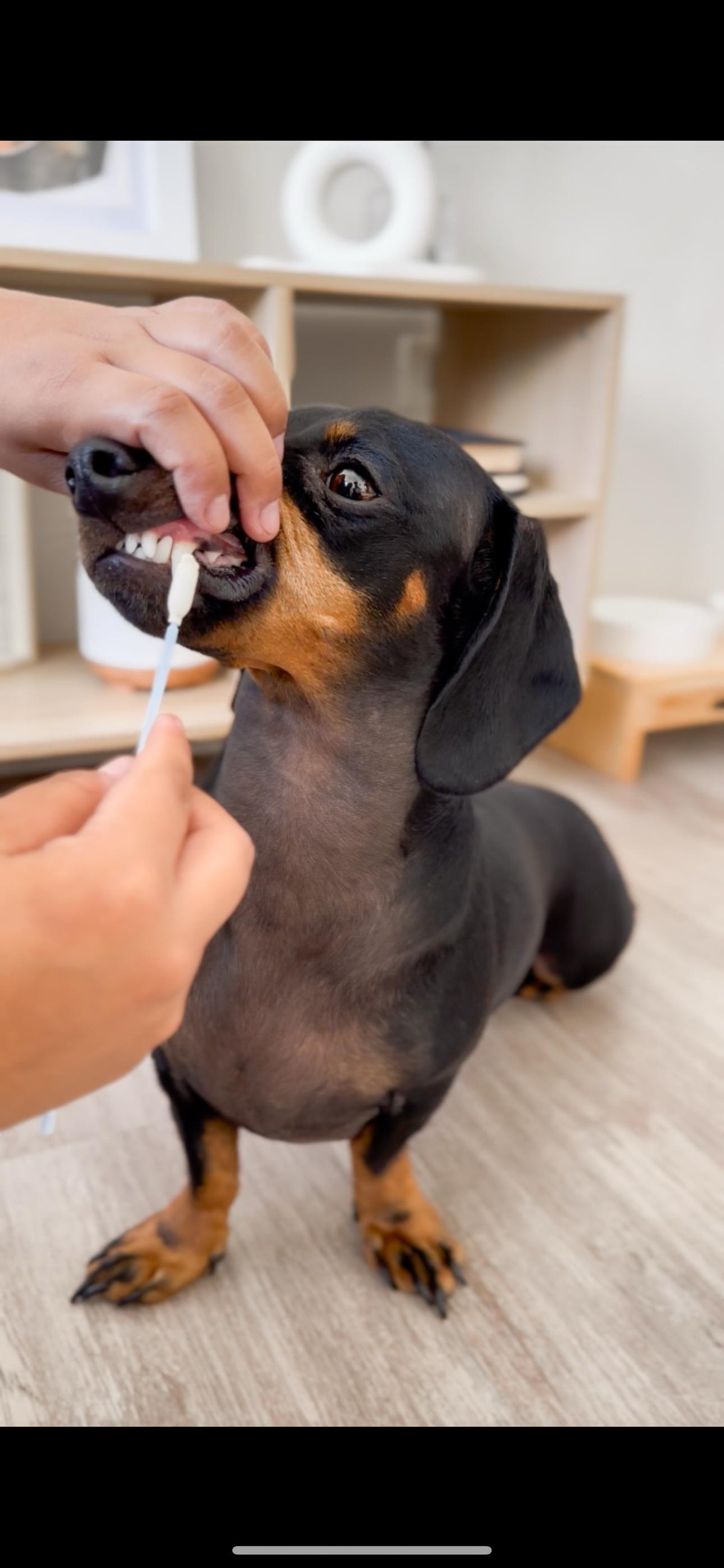 Aplicadores pasta de dientes para mascotas Petsmile