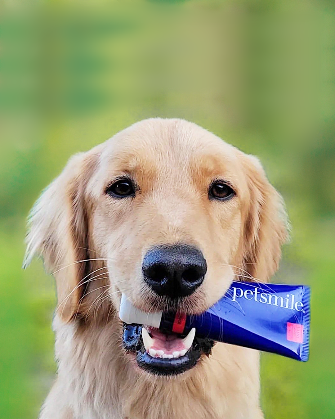 Pasta de dientes para mascotas profesional Petsmile sabor pollo asado 74 g