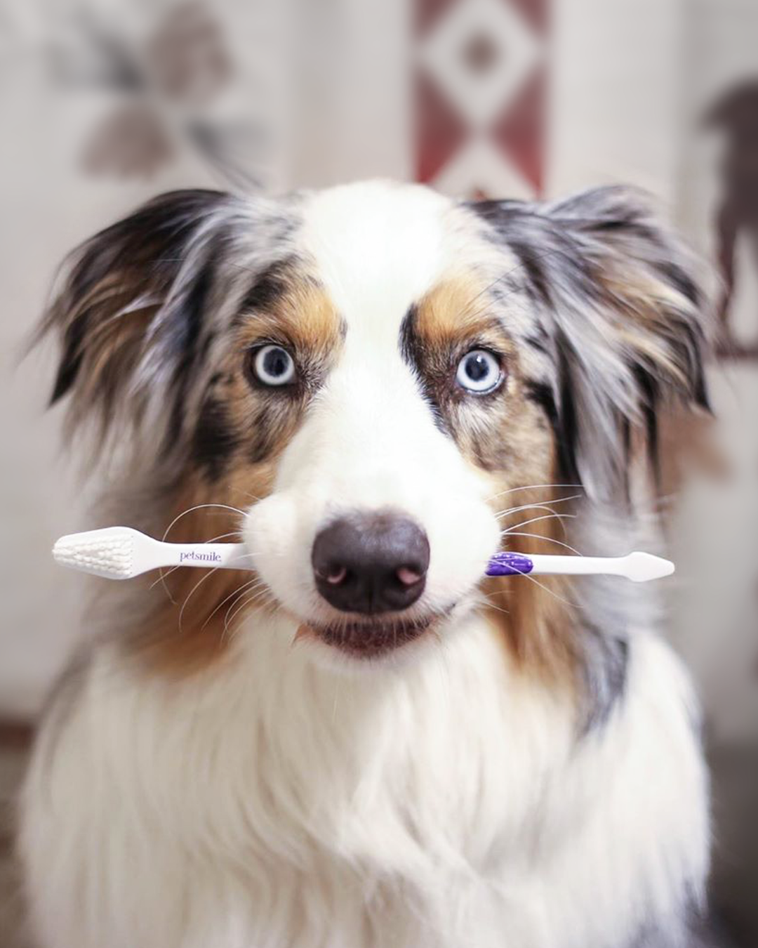 Cepillo de dientes para mascotas profesional Petsmile