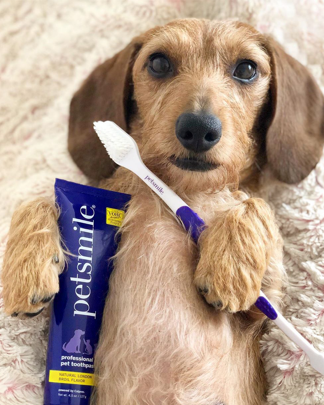 Pasta de dientes para mascotas profesional Petsmile sabor carne asada 74 g